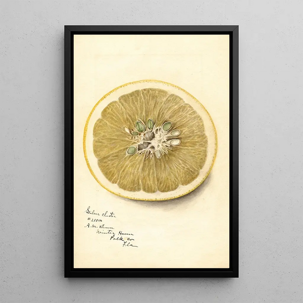 Riproduzione del dipinto Citrus paradisi Silver Cluster - Deborah Griscom Passmore