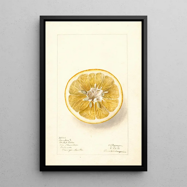 Citrus paradisi Thornton No - Deborah Griscom Passmore — quadro incorniciato alla parete