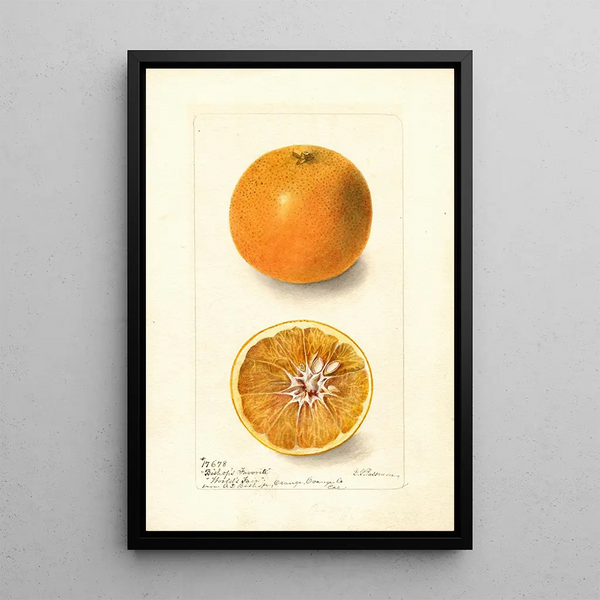 Citrus sinensis Bishops Favorite - Deborah Griscom Passmore — quadro incorniciato alla parete