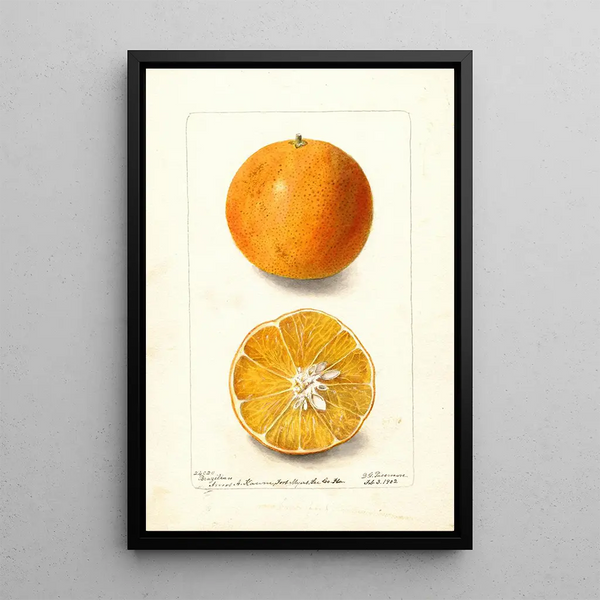 Citrus sinensis brasiliano - Deborah Griscom Passmore — quadro incorniciato alla parete
