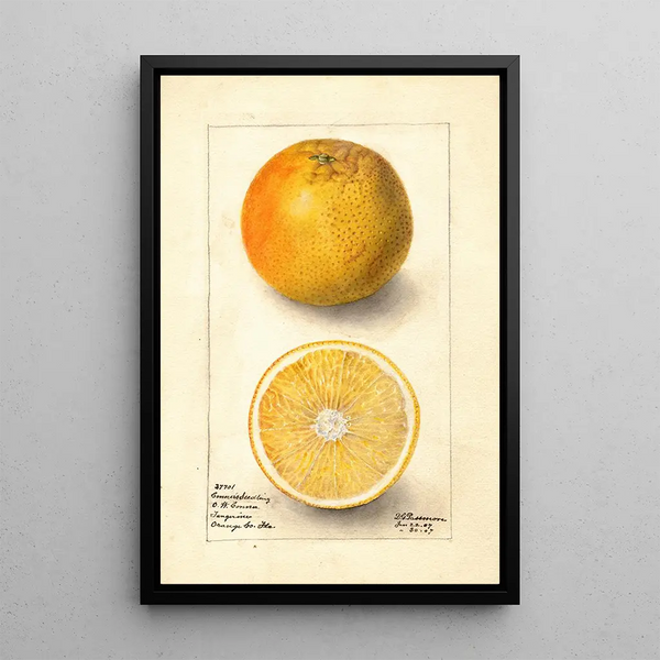 Citrus sinensis Conners Seedling - Deborah Griscom Passmore — quadro incorniciato alla parete