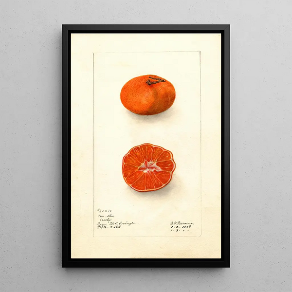Citrus sinensis Early UnShu - Deborah Griscom Passmore — quadro incorniciato alla parete