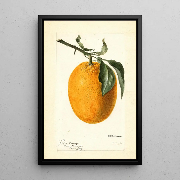 Citrus sinensis Joppa - Deborah Griscom Passmore — quadro incorniciato alla parete