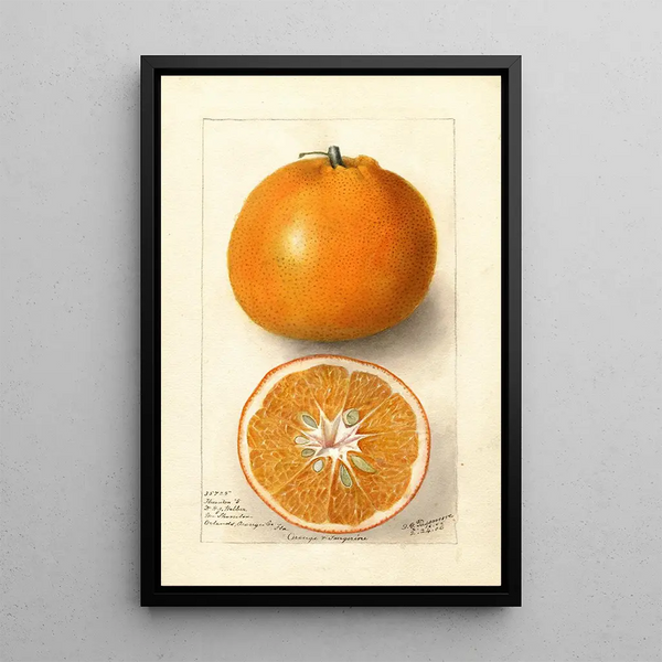 Riproduzione del dipinto Citrus sinensis Thornton No - Deborah Griscom Passmore
