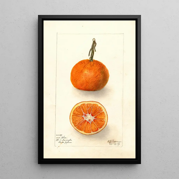Riproduzione del dipinto Citrus sinensis UnShu - Deborah Griscom Passmore