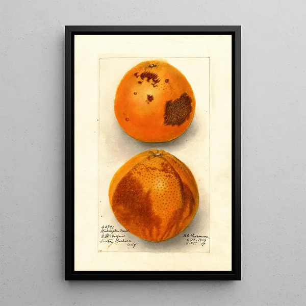 Citrus sinensis Washington Navel - Deborah Griscom Passmore — quadro incorniciato alla parete