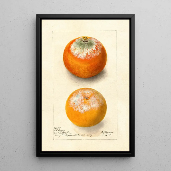 Citrus sinensis - Deborah Griscom Passmore — quadro incorniciato alla parete