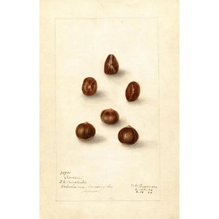 Deborah Griscom Passmore - Corylus Korean.webp