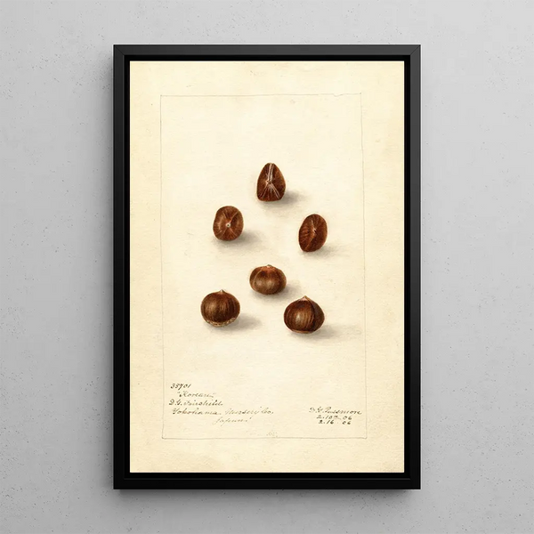 Corylus Korean - Deborah Griscom Passmore — quadro incorniciato alla parete