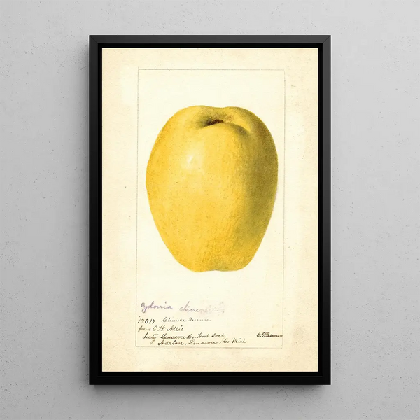 Cydonia oblonga cinese - Deborah Griscom Passmore — quadro incorniciato alla parete