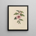 Album acquerello di Deborah Griscom Passmore Pl19 - Deborah Griscom Passmore — quadro incorniciato alla parete