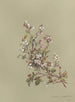 Album acquerello di Deborah Griscom Passmore Pl25 - Deborah Griscom Passmore — vista dell’opera