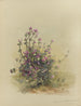 Album acquerello di Deborah Griscom Passmore Pl38 - Deborah Griscom Passmore — vista dell’opera