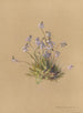 Album acquerello di Deborah Griscom Passmore Pl40 - Deborah Griscom Passmore — vista dell’opera