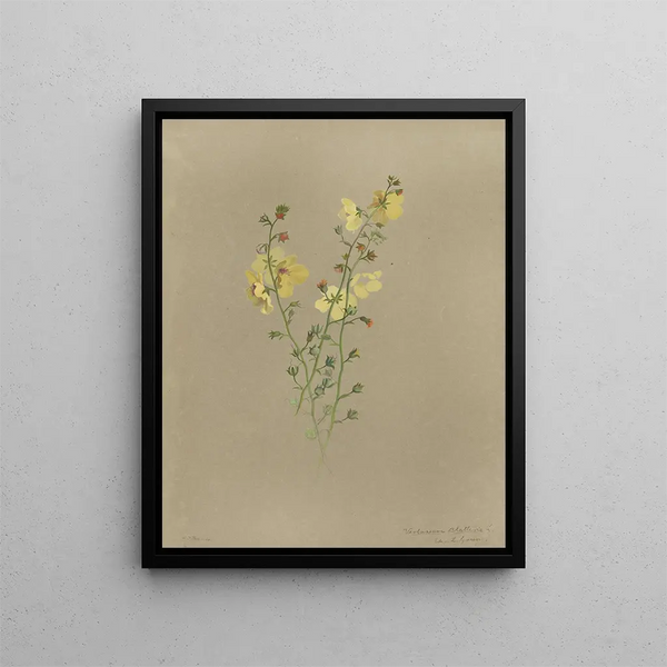 Deborah Griscom Passmore - Deborah Griscom Passmore watercolor album Pl42.webp