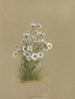 Album acquerello di Deborah Griscom Passmore Pl50 - Deborah Griscom Passmore — vista dell’opera