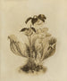 Album acquerello di Deborah Griscom Passmore Pl61 - Deborah Griscom Passmore — vista dell’opera