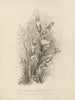 Album acquerello di Deborah Griscom Passmore Pl63 - Deborah Griscom Passmore — vista dell’opera