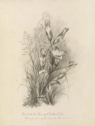 Deborah Griscom Passmore - Deborah Griscom Passmore watercolor album Pl63.webp