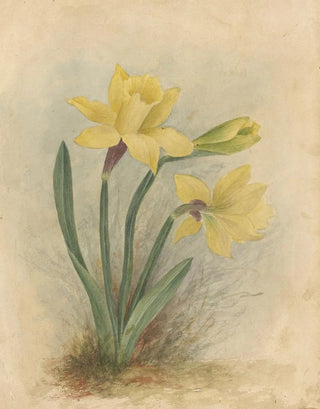 Deborah Griscom Passmore - Deborah Griscom Passmore watercolor album Pl64.webp