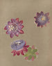 Album acquerello di Deborah Griscom Passmore Pl74 - Deborah Griscom Passmore — vista dell’opera