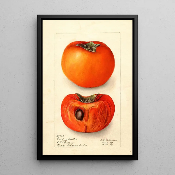 Riproduzione del dipinto Diospyros Godbeys Seedless - Deborah Griscom Passmore