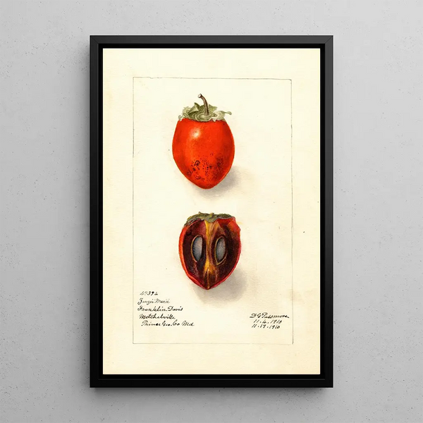 Diospyros Zengi Maru - Deborah Griscom Passmore — quadro incorniciato alla parete