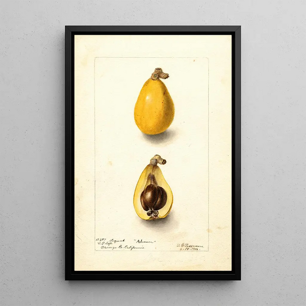 Eriobotrya japonica Advance - Deborah Griscom Passmore — quadro incorniciato alla parete