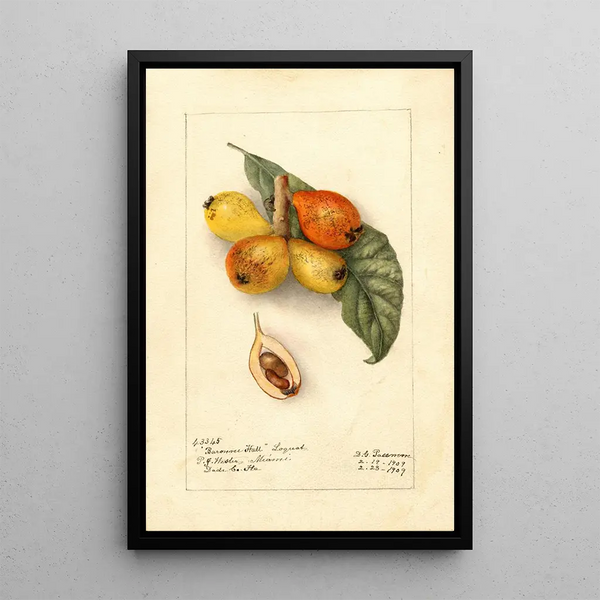 Riproduzione del dipinto Eriobotrya japonica Baronne Hall - Deborah Griscom Passmore