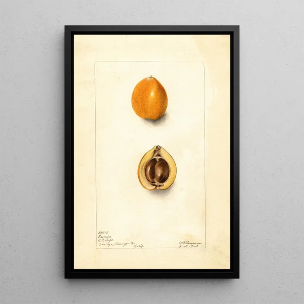 Eriobotrya japonica Premier - Deborah Griscom Passmore — quadro incorniciato alla parete