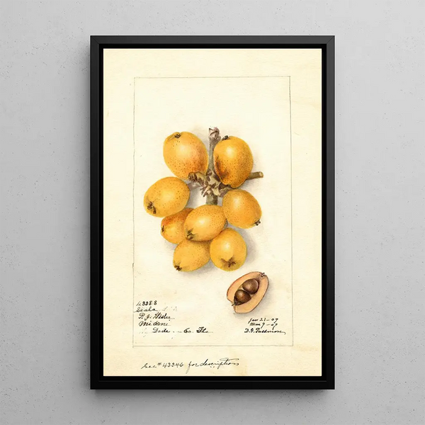 Riproduzione del dipinto Eriobotrya japonica Scala - Deborah Griscom Passmore