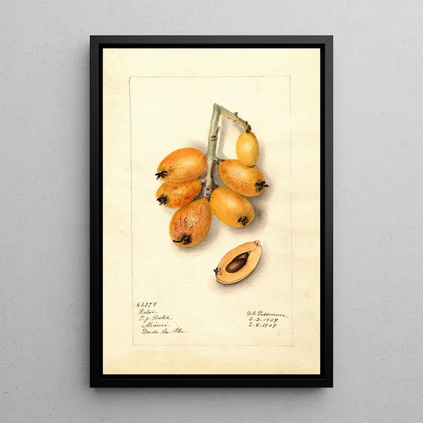 Eriobotrya japonica Victor - Deborah Griscom Passmore — quadro incorniciato alla parete