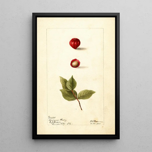 Riproduzione del dipinto Eugenia uniflora - Deborah Griscom Passmore