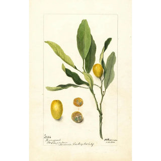 Deborah Griscom Passmore - Fortunella.webp