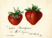 Fraise Brandywine - Deborah Griscom Passmore — vista dell’opera