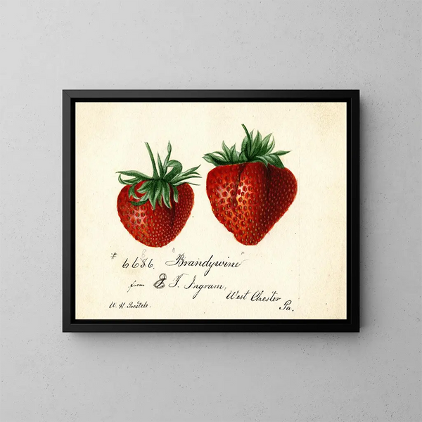 Fraise Brandywine - Deborah Griscom Passmore — quadro incorniciato alla parete