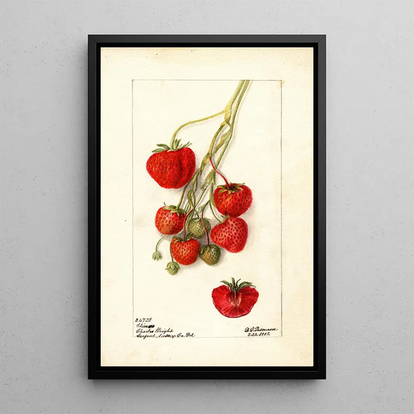 Fragaria Climan - Deborah Griscom Passmore — quadro incorniciato alla parete