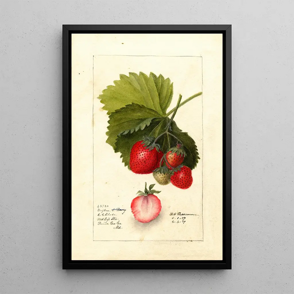 Fragaria Dayton - Deborah Griscom Passmore — quadro incorniciato alla parete