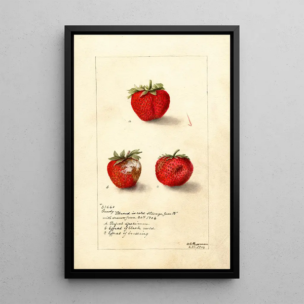Riproduzione del dipinto Fragaria Gandy - Deborah Griscom Passmore
