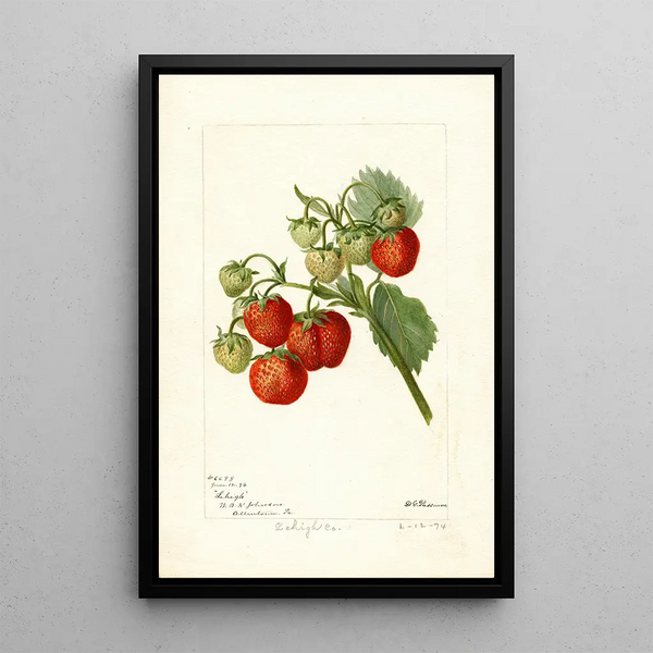 Fragaria Lehigh - Deborah Griscom Passmore — quadro incorniciato alla parete