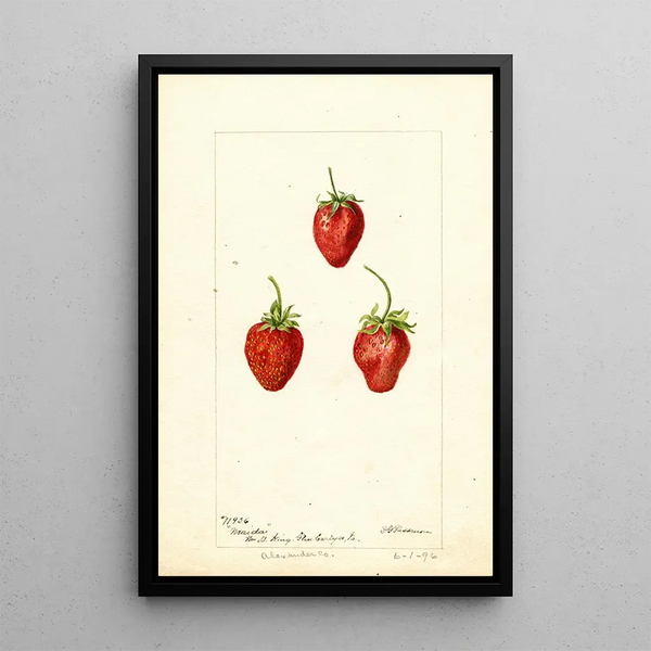 Fragaria Maida - Deborah Griscom Passmore — quadro incorniciato alla parete