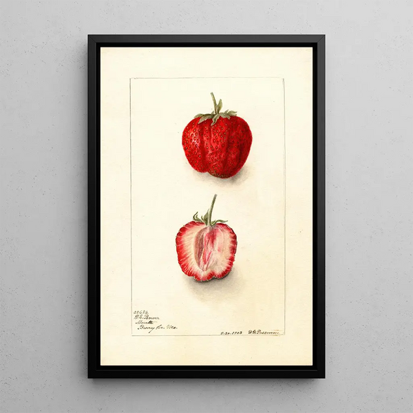 Fragaria Monett - Deborah Griscom Passmore — quadro incorniciato alla parete