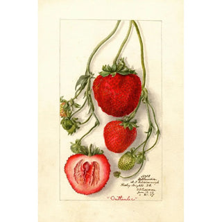 Deborah Griscom Passmore - Fragaria Outlander.webp