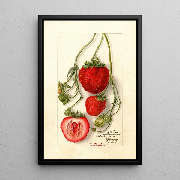 Fragaria Outlander - Deborah Griscom Passmore — quadro incorniciato alla parete
