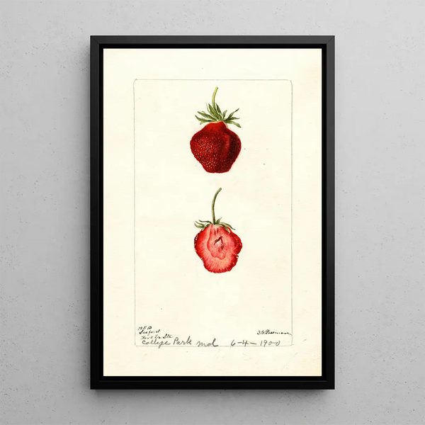 Riproduzione del dipinto Fragaria Seaford - Deborah Griscom Passmore