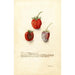 Fragaria Tennessee - Deborah Griscom Passmore — vista dell’opera