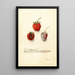 Fragaria Tennessee - Deborah Griscom Passmore — quadro incorniciato alla parete