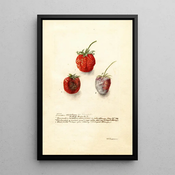 Fragaria Tennessee - Deborah Griscom Passmore — quadro incorniciato alla parete