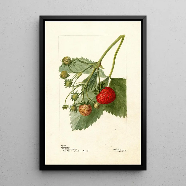 Fragaria Thompson - Deborah Griscom Passmore — quadro incorniciato alla parete