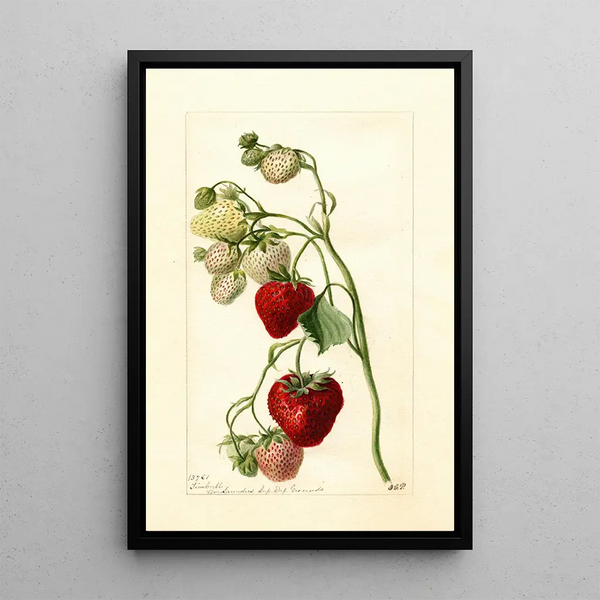 Riproduzione del dipinto Fragaria Timbrell - Deborah Griscom Passmore